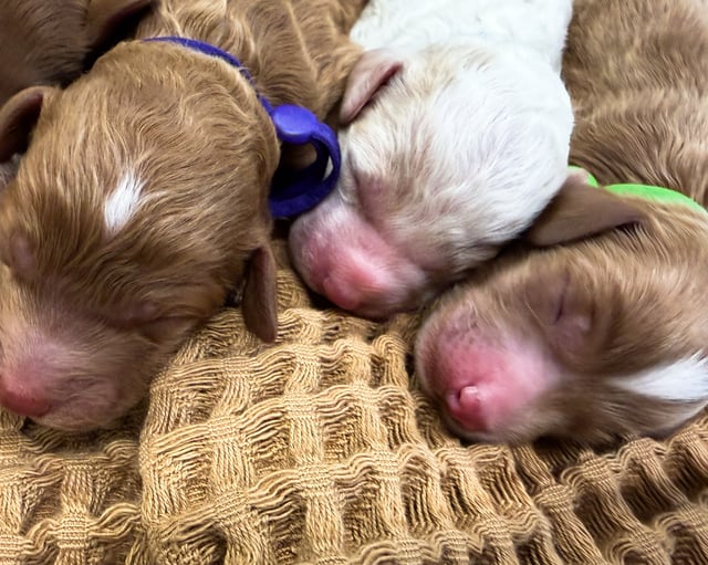 Another pic of our recent Goldendoodle litter