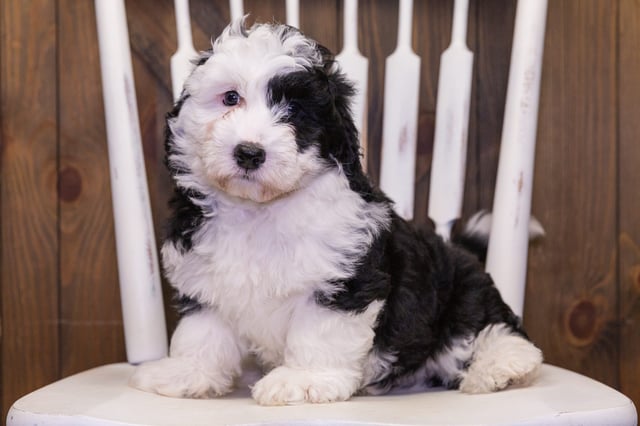 Dash is an F1 Sheepadoodle that should have  and is currently living in Massachusetts