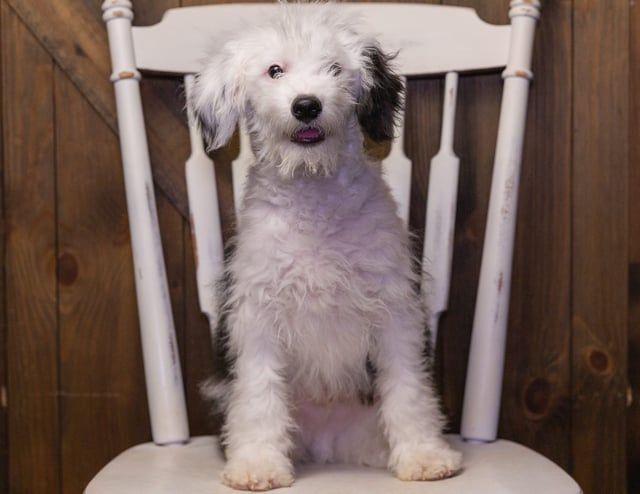 Laker came from Chloe and Stanley's litter of F1 Sheepadoodles