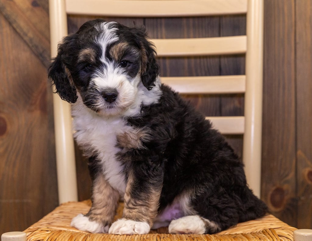 A picture of a Gus, one of our Mini Sheepadoodles puppies that went to their home in Iowa