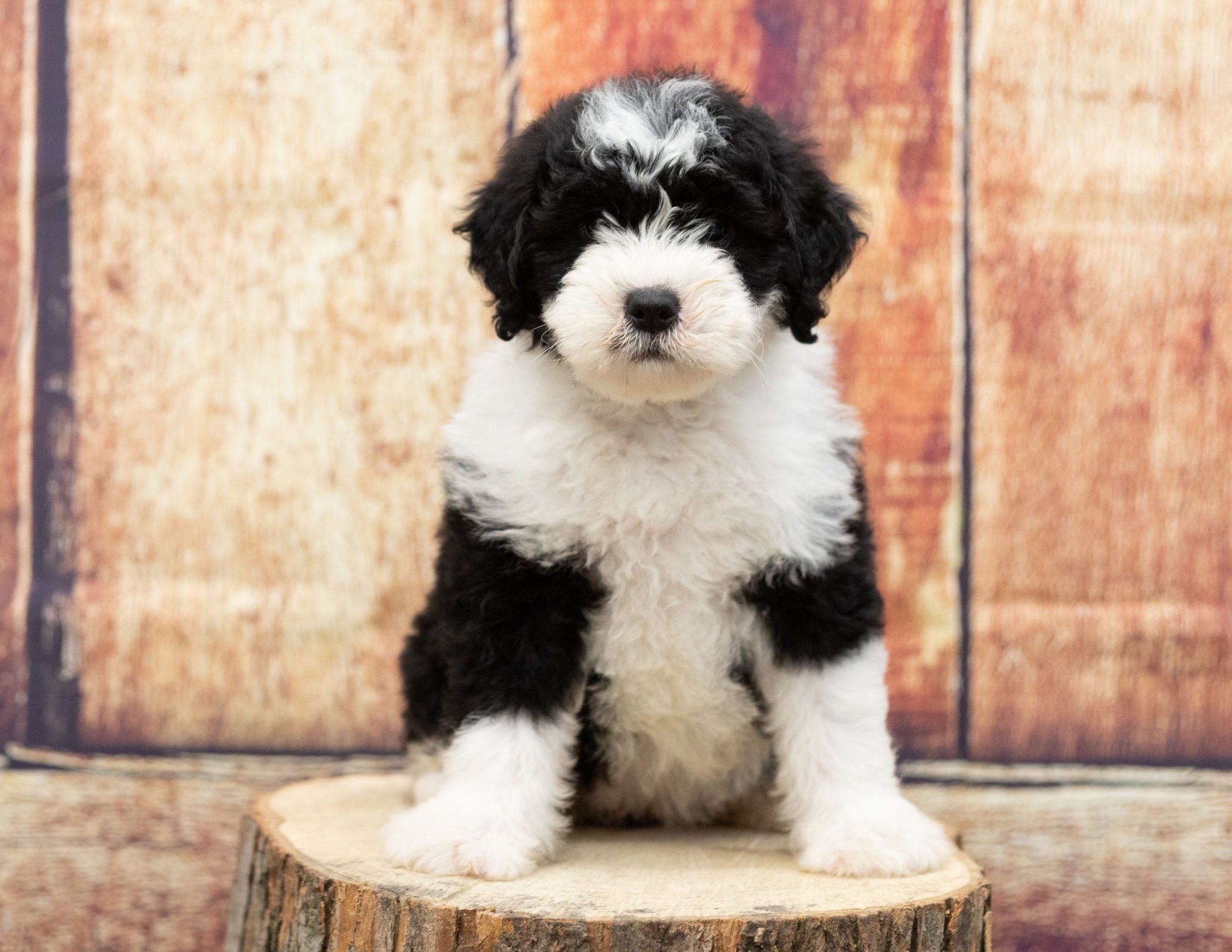 A litter of Mini Sheepadoodles raised in Iowa by Poodles 2 Doodles