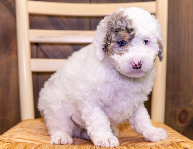 A picture of a Fido, one of our Petite Sheepadoodles puppies that went to their home in Florida