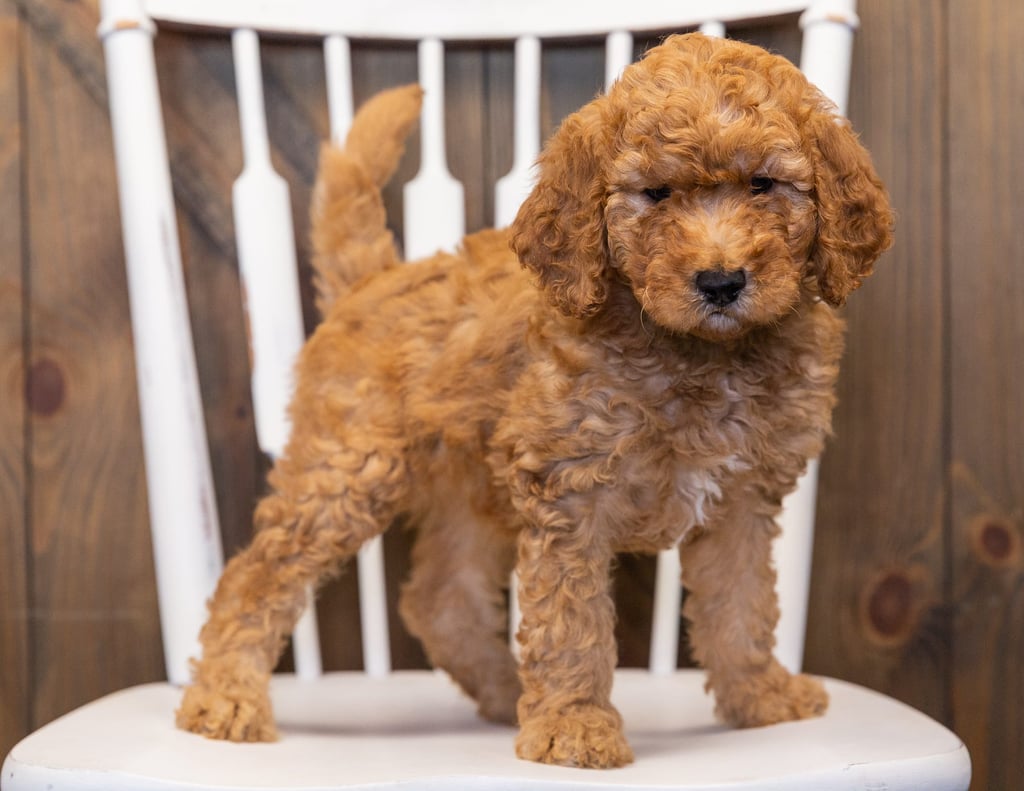 Layla is an F1B Goldendoodle that should have  and is currently living in Iowa