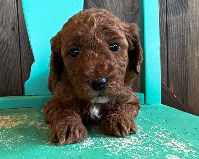 A picture of a Brynlee, a gorgeous Mini Goldendoodles for sale