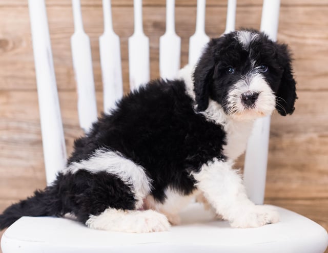 Yano is an F1 Sheepadoodle that should have  and is currently living in Massachusetts 