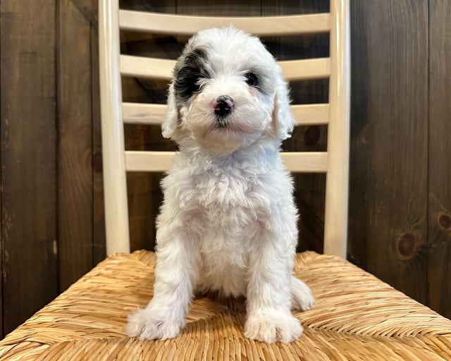A picture of a Nellie, one of our Mini Sheepadoodles puppies that went to their home in Nebraska