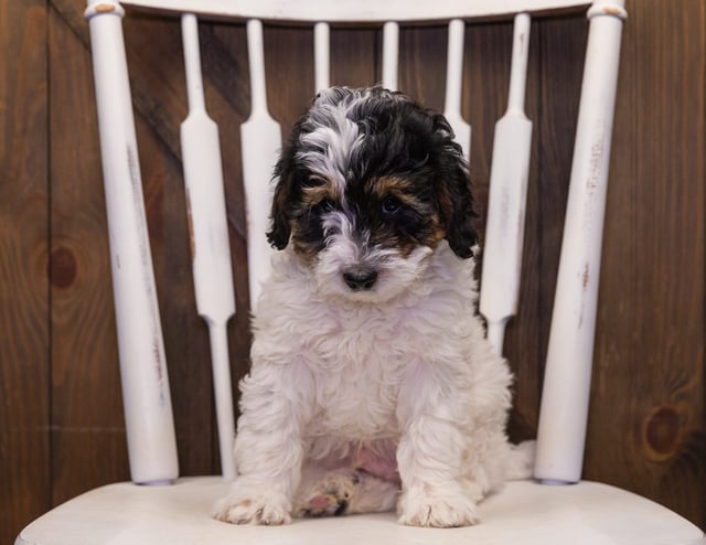 Marcus came from Meeka and Parker's litter of F1B Bernedoodles