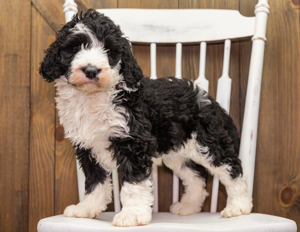 Dixie is an F1 Sheepadoodle that should have  and is currently living in Nebraska