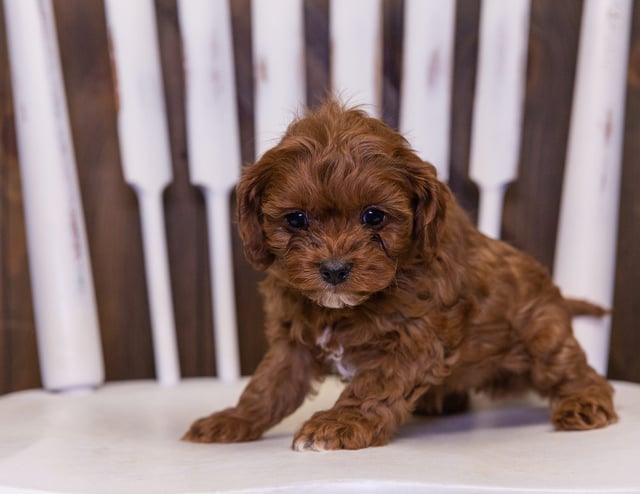 Quana is an F1B Cavapoo that should have  and is currently living in Iowa