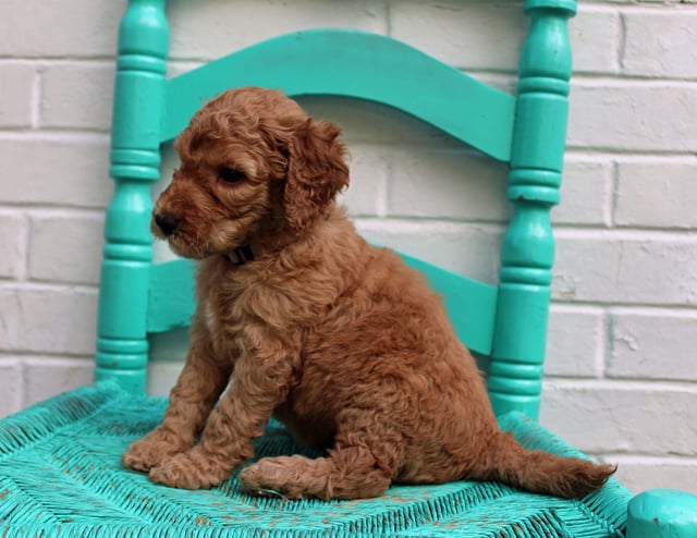 Miller came from Hadley and Scout's litter of F1BB Irish Doodles