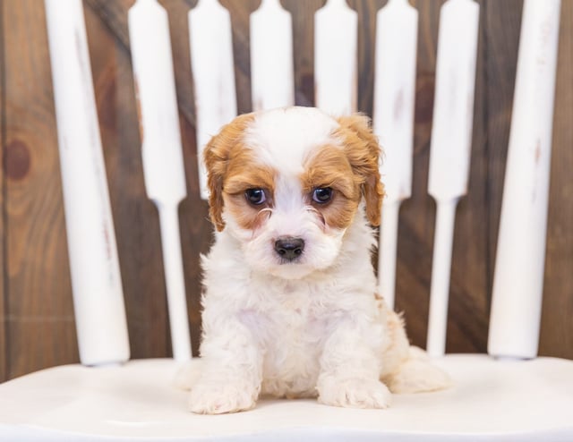 Gorgeous  Cavapoos available for sale!