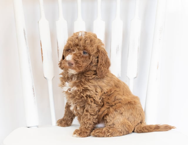 A picture of a Martin, one of our Mini Goldendoodles puppies that went to their home in Iowa