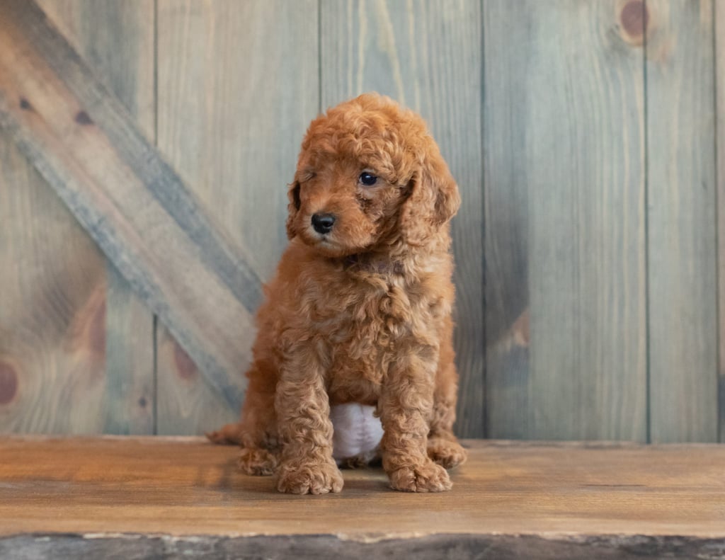 A picture of a Gwen, one of our Petite Goldendoodles puppies that went to their home in Iowa