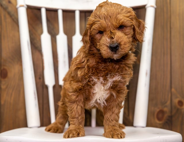 Yule is an F1 Goldendoodle for sale in Iowa.