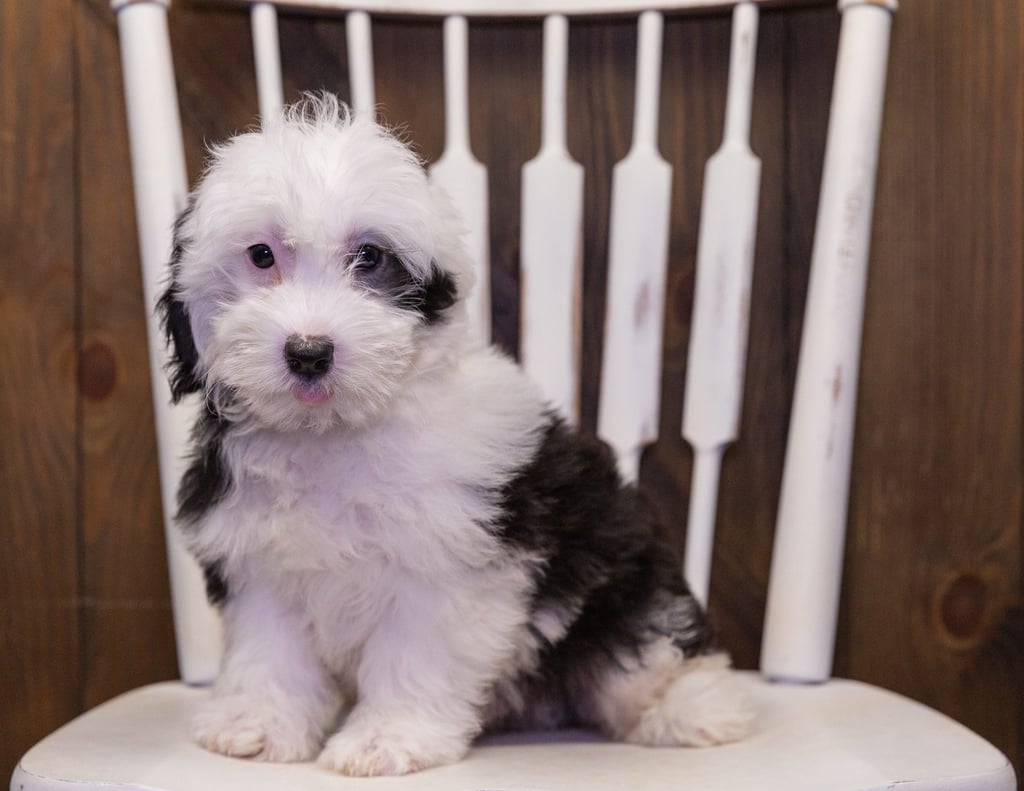 Lando is an F1 Sheepadoodle that should have  and is currently living in Louisiana