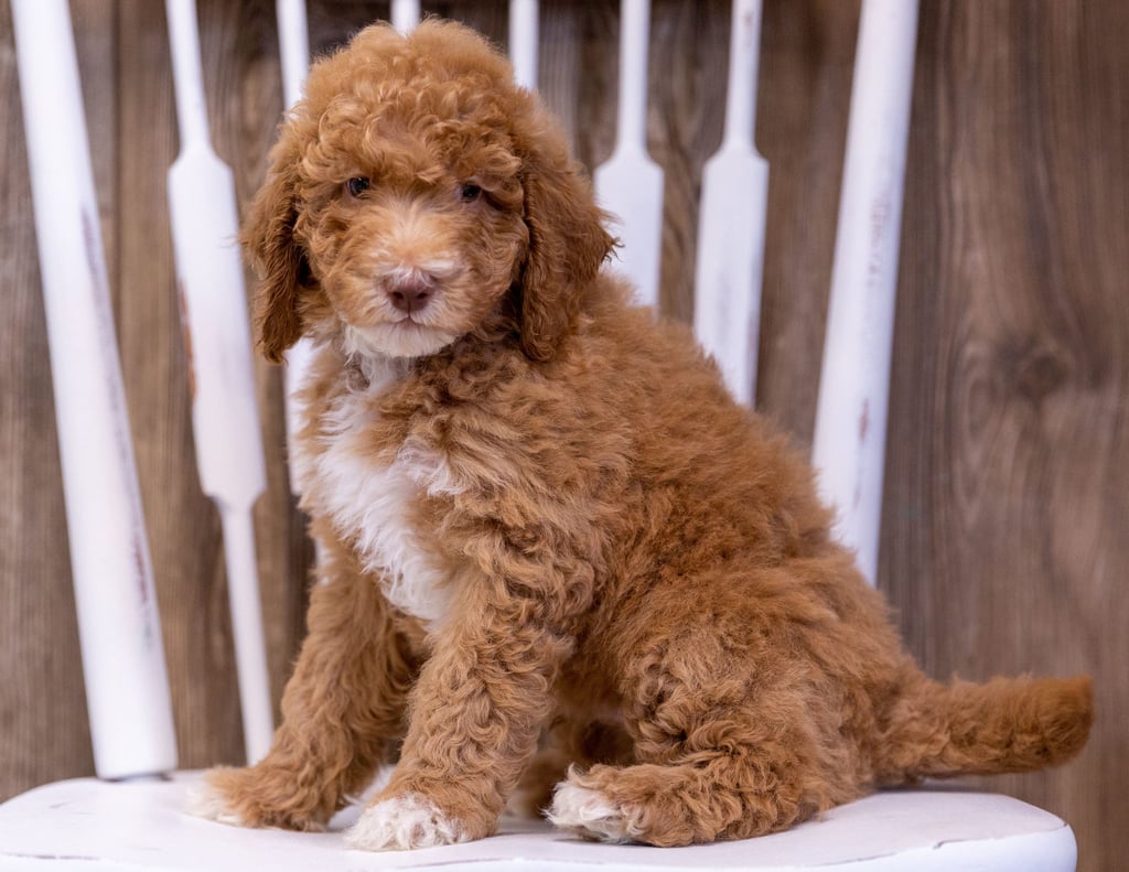Griffin is an  Poodle that should have  and is currently living in Wisconsin