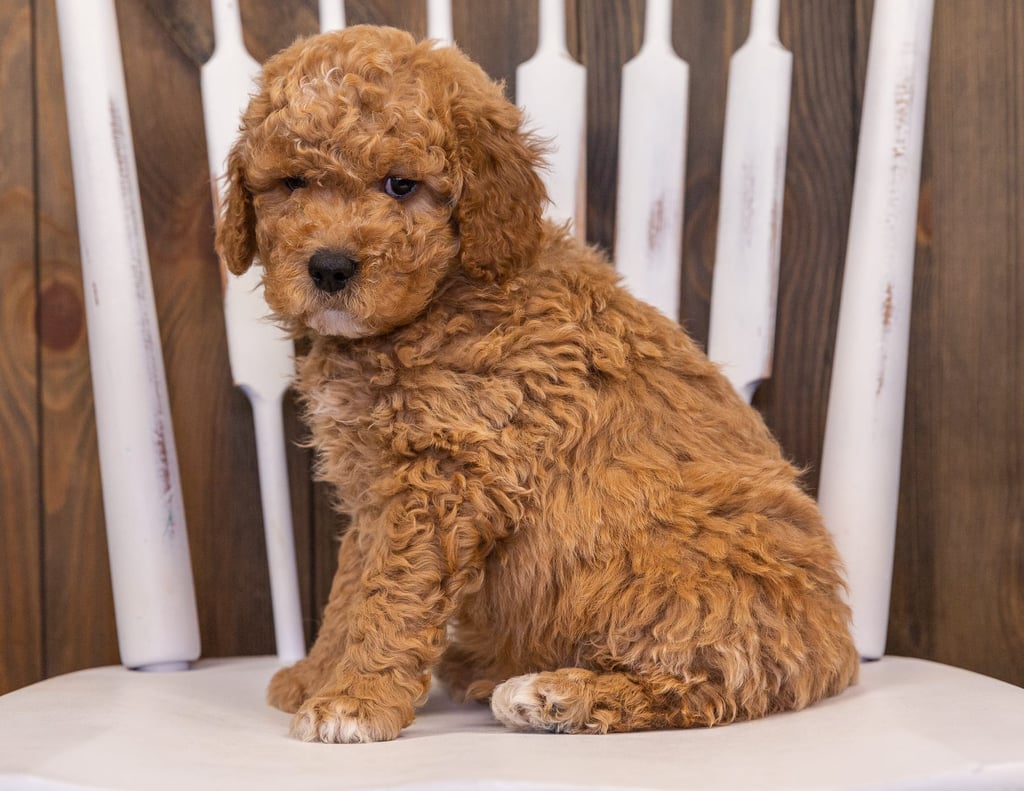 Rollo is an F1 Goldendoodle that should have  and is currently living in California
