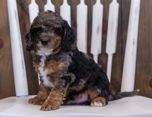 Fin is an F1BB Bernedoodle that should have  and is currently living in Nebraska