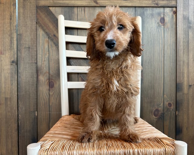 A picture of a Cherry, one of our Mini Goldendoodles puppies that went to their home in Nebraska