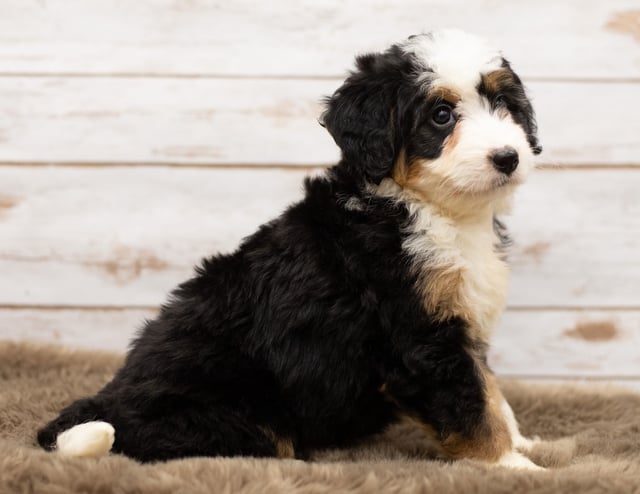 Nica is an F1 Bernedoodle for sale in Iowa.