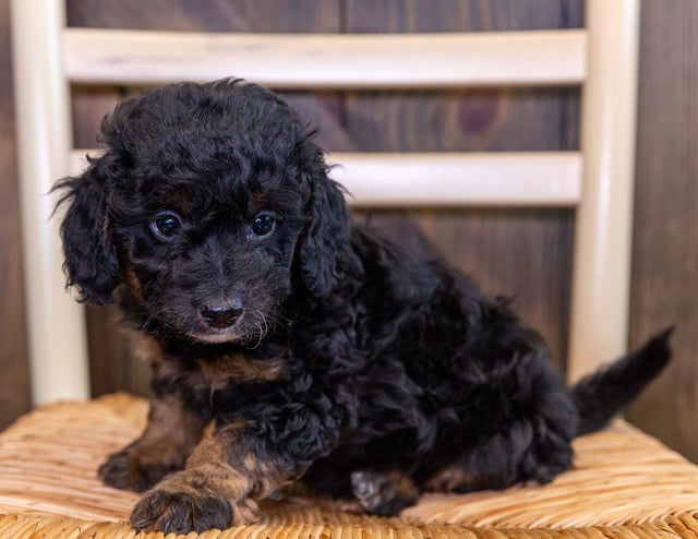 Cami is an F1BB Bernedoodle that should have  and is currently living in South Dakota