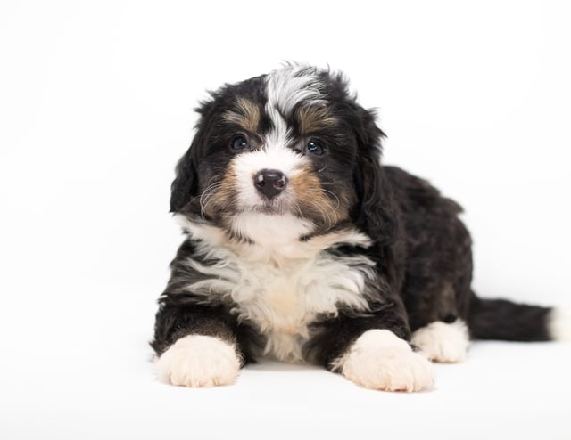 Foz came from Tyrell and Stanley's litter of F1 Bernedoodles