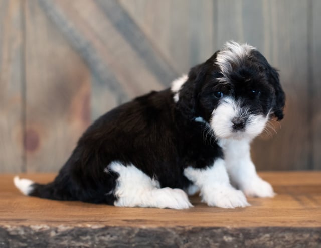 Vinny is an F1 Sheepadoodle for sale in Iowa.