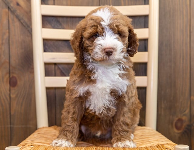 Jed came from Paisley and Houston's litter of Multigen Australian Goldendoodles