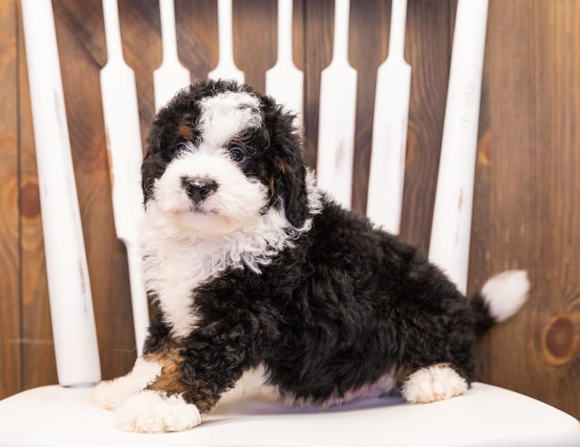 Ivan is an F1 Bernedoodle that should have  and is currently living in Minnesota