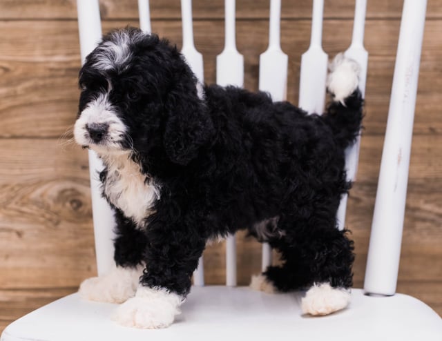 A picture of a Sky, one of our Standard Bernedoodles puppies that went to their home in Iowa