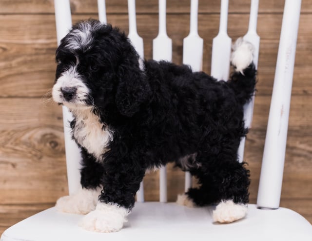 A litter of Standard Bernedoodles raised in Iowa by Poodles 2 Doodles