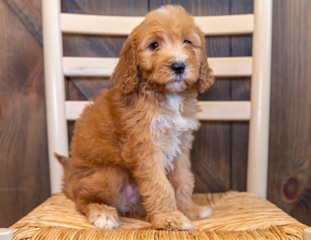 A picture of a Tally, one of our Standard Irish Doodles puppies that went to their home in North Carolina