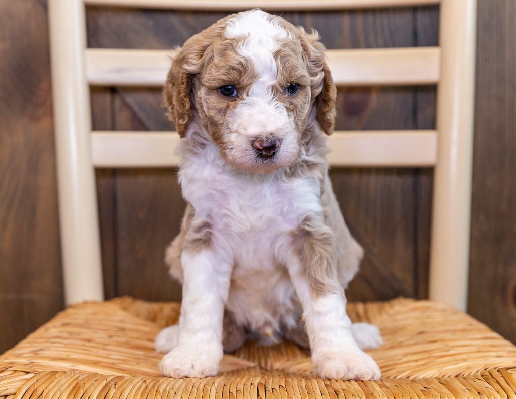 Woody came from Zara and Reggie's litter of F1BB Goldendoodles
