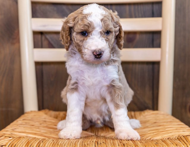 Woody is an F1BB Goldendoodle for sale in Iowa.