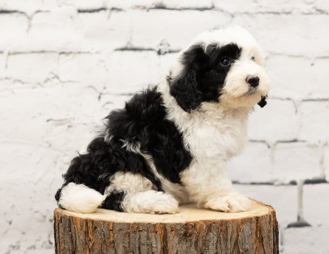 A picture of a Raven, one of our Mini Sheepadoodles puppies that went to their home in Indiana