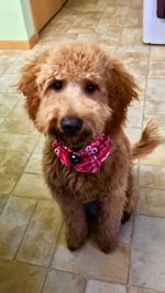 Mini F1 Goldendoodle