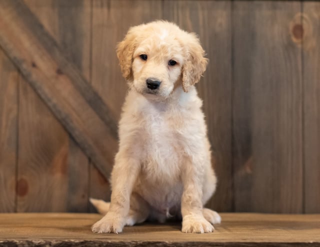 Gorgeous Mini Goldendoodles available for sale!