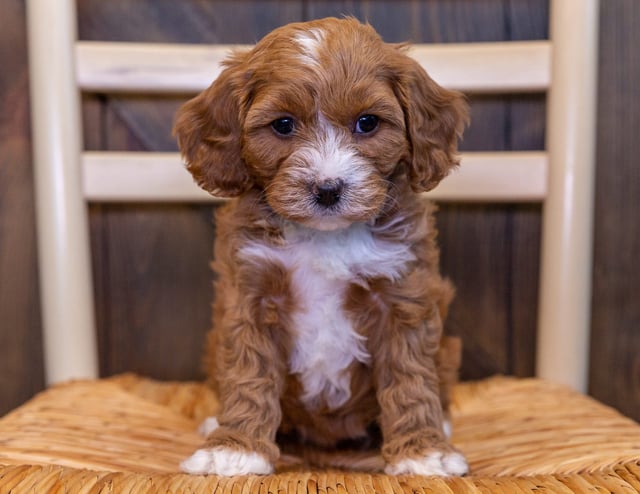 Valet is an F1 Cavapoo that should have  and is currently living in New Jersey