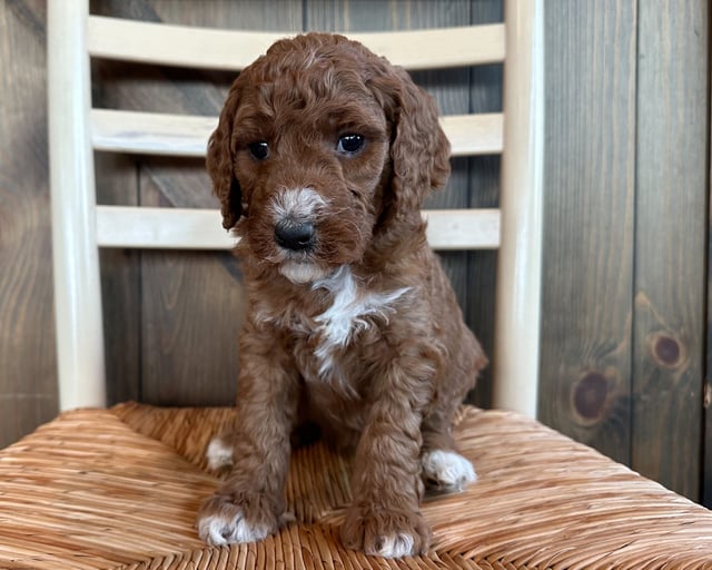 Frannie is an F1B Goldendoodle that should have  and is currently living in Iowa