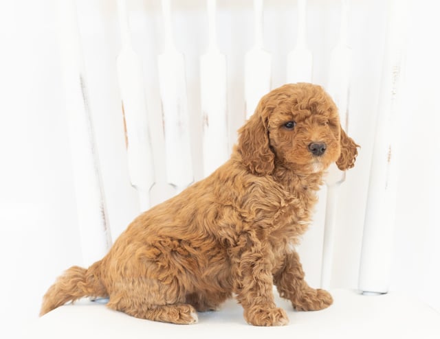 Mabel is an F1B Goldendoodle that should have  and is currently living in Illinois