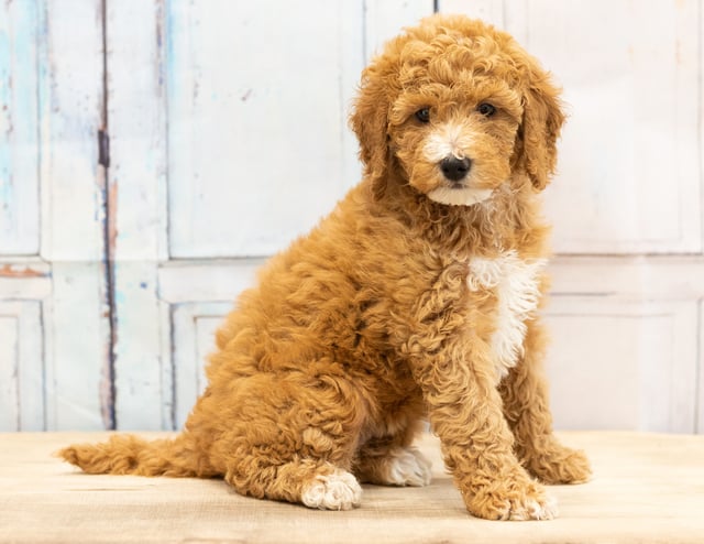 A picture of a Vera, one of our Mini Goldendoodles puppies that went to their home in Iowa