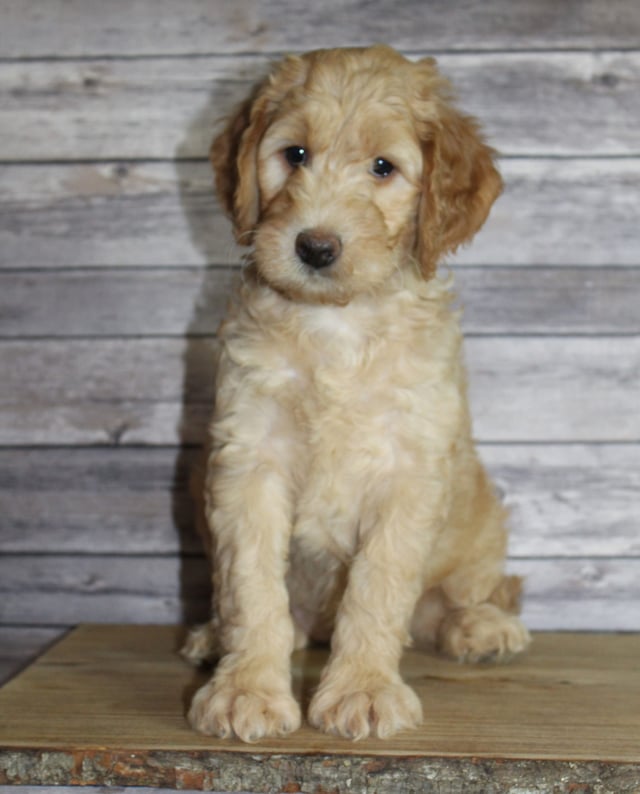 A picture of a Milly, one of our Mini Irish Goldendoodles puppies that went to their home in Arizona