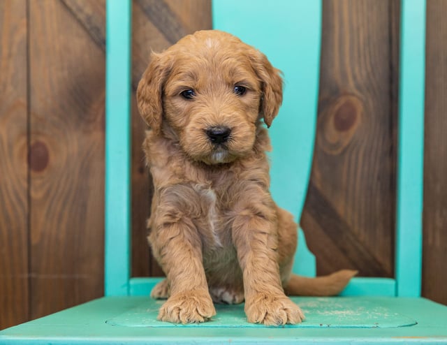 These Goldendoodles were bred by Poodles 2 Doodles in Iowa. Their mother is KC and their father is Scout