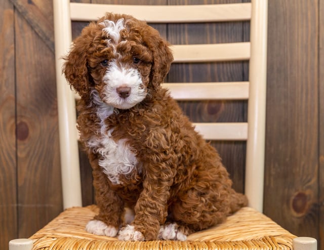 Jax is an Multigen Australian Goldendoodle that should have  and is currently living in South Dakota
