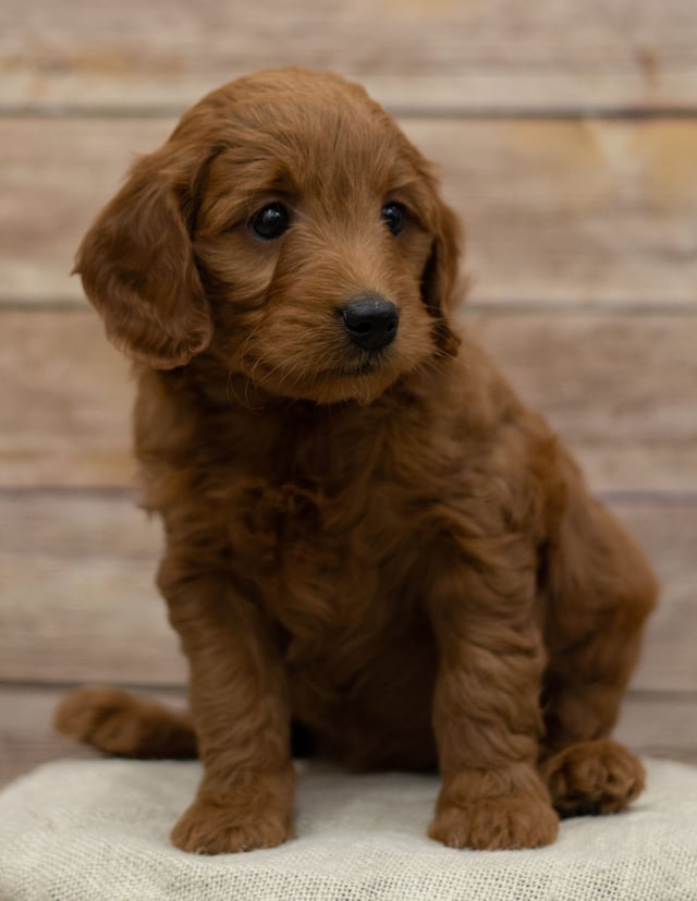 Hope was born on 12/07/2018 and is a Nebraska Goldendoodle