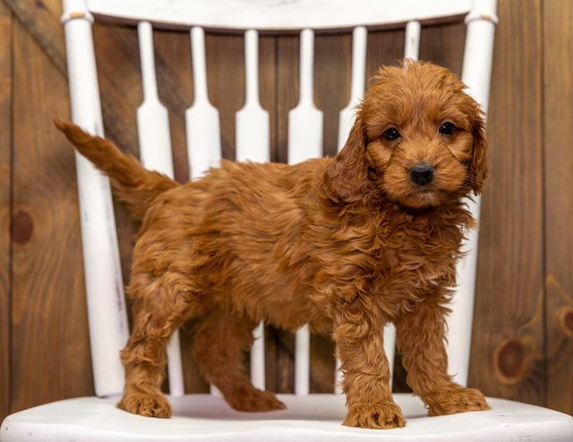 A picture of a Yanna, a gorgeous Mini Goldendoodles for sale