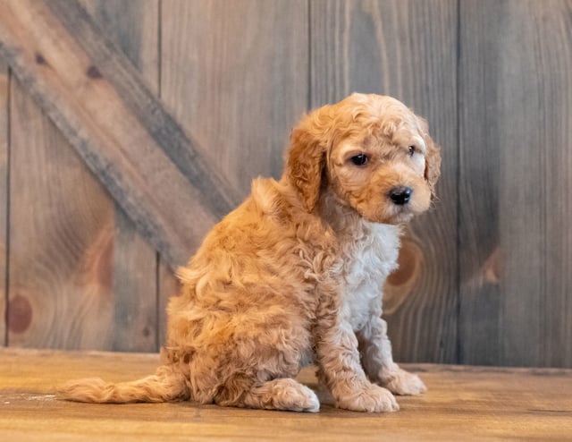 Hutch came from Hutch and Scout's litter of F1B Goldendoodles