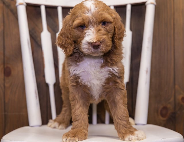 Learn more about Goldendoodles on our blog