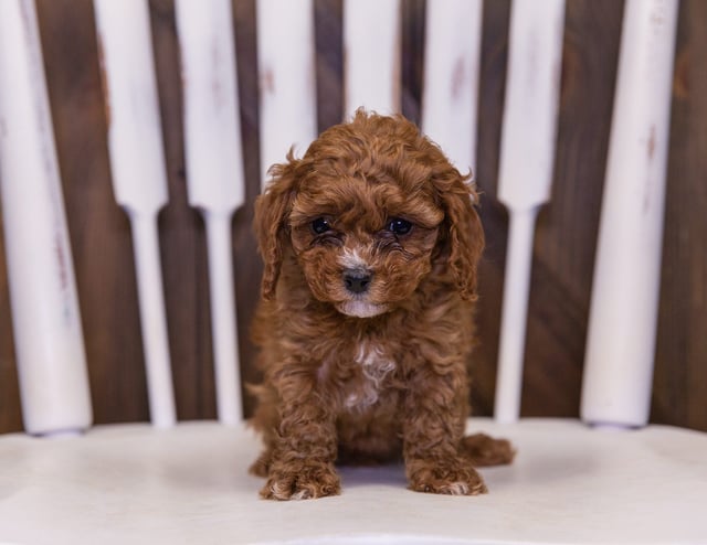 Quinn came from Cali and Reggie's litter of F1B Cavapoos