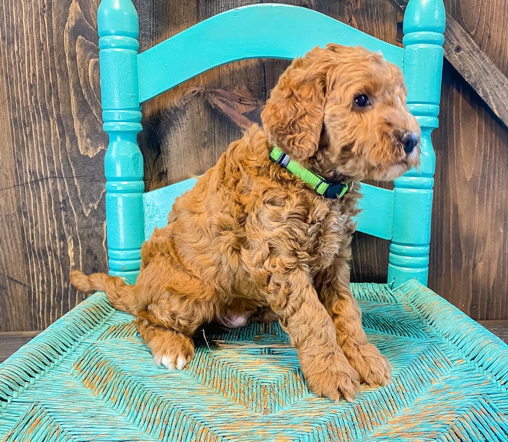 A picture of a Alexander, one of our Mini Goldendoodles for sale